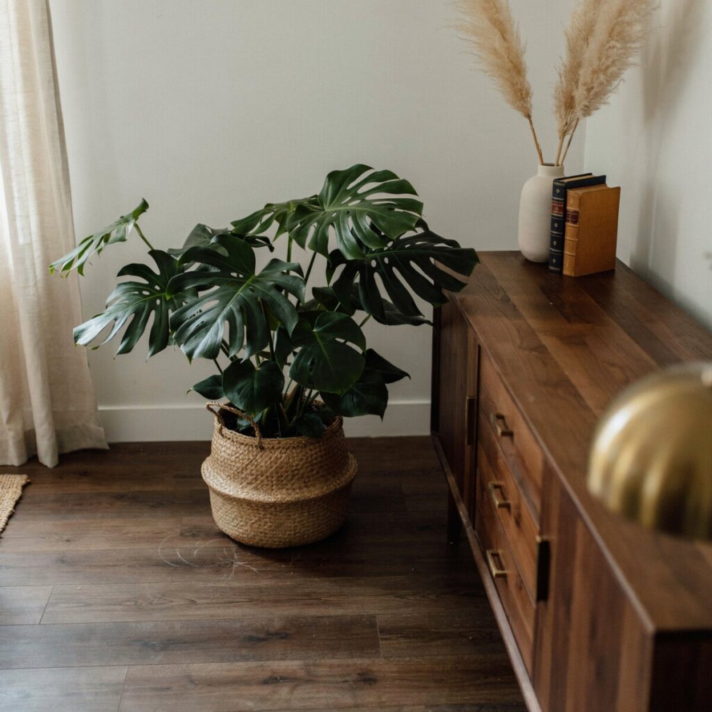 Dark Wood + Greenery Houseplants Against Deep Tones